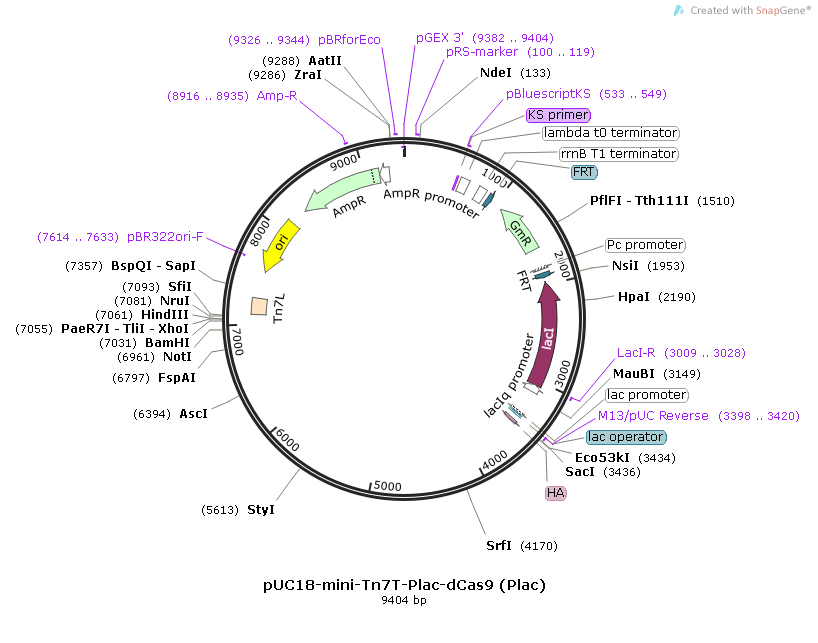 pUC18-mini-Tn7T-pLac-dCas9