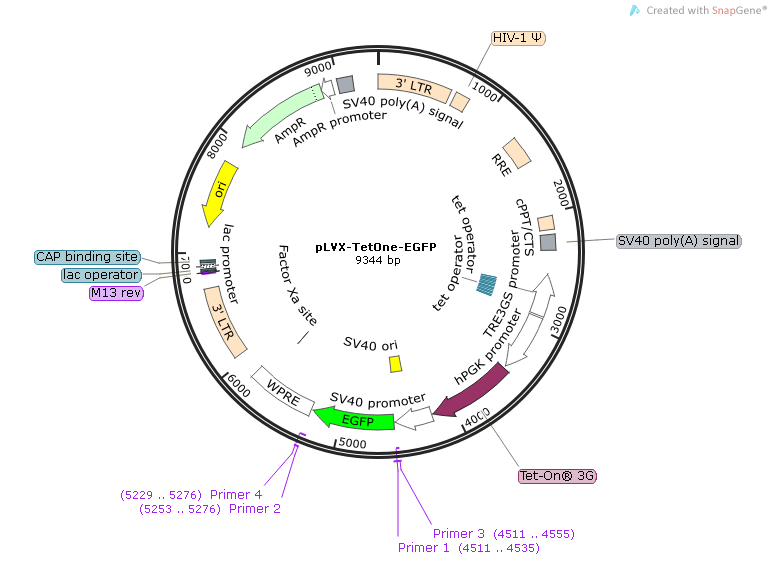 pLVX-TetOne-EGFP