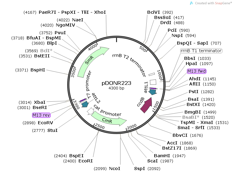 pDONR223