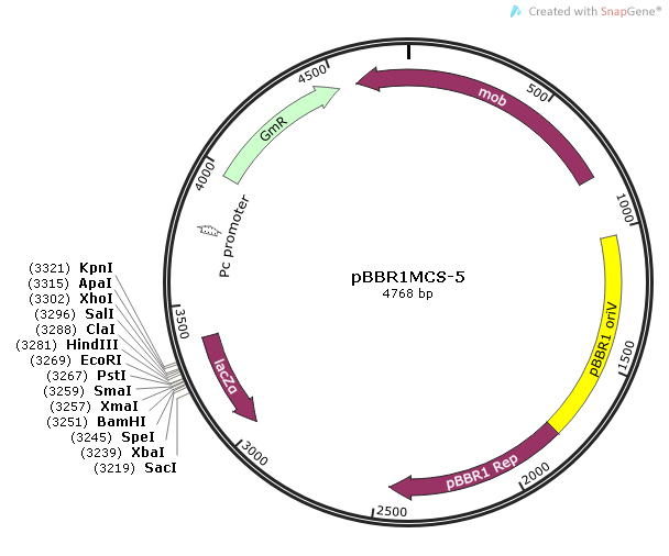 pBBR1MCS-5