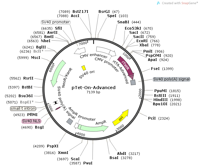 pTet-On-Advanced