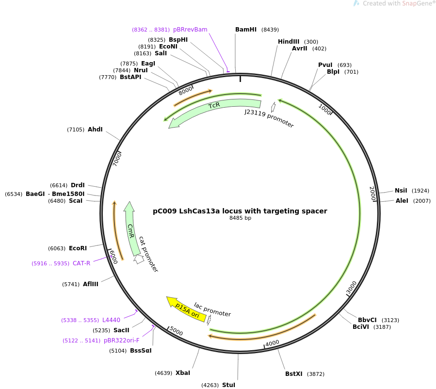 pC009 LshCas13a locus with targeting spacer