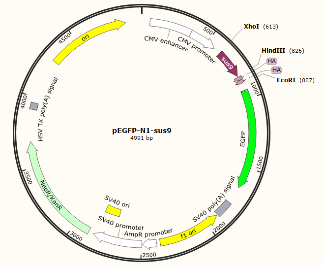 sus9-2xHA-pegfp