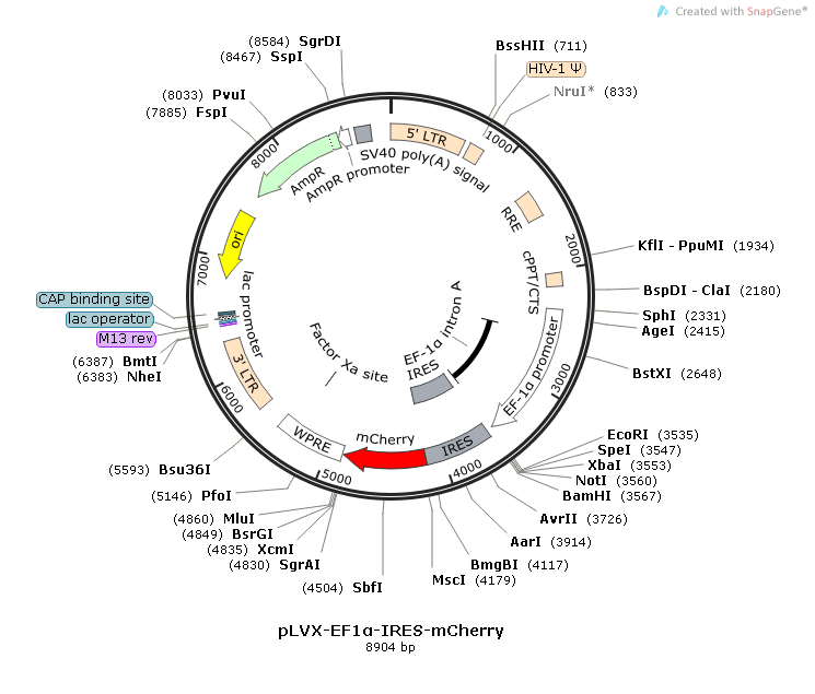 pLVX-EF1α-IRES-mCherry