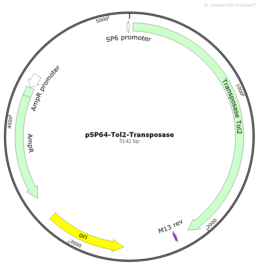 pSP64-TOL2-Transposase