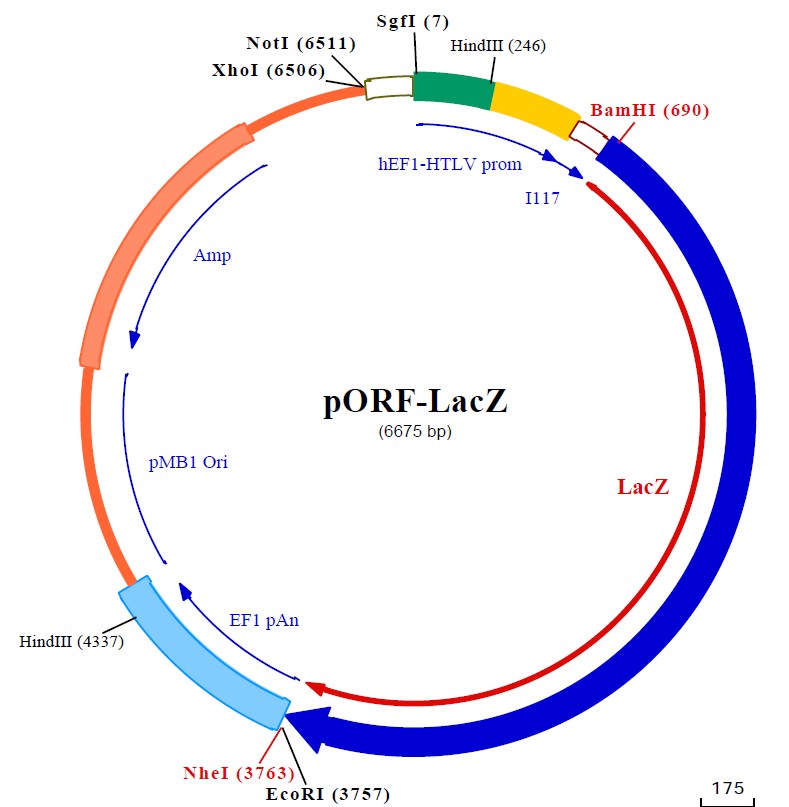 pORF-lacZ