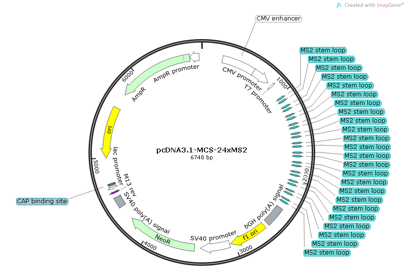 pcDNA3.1-MCS-24*MS2