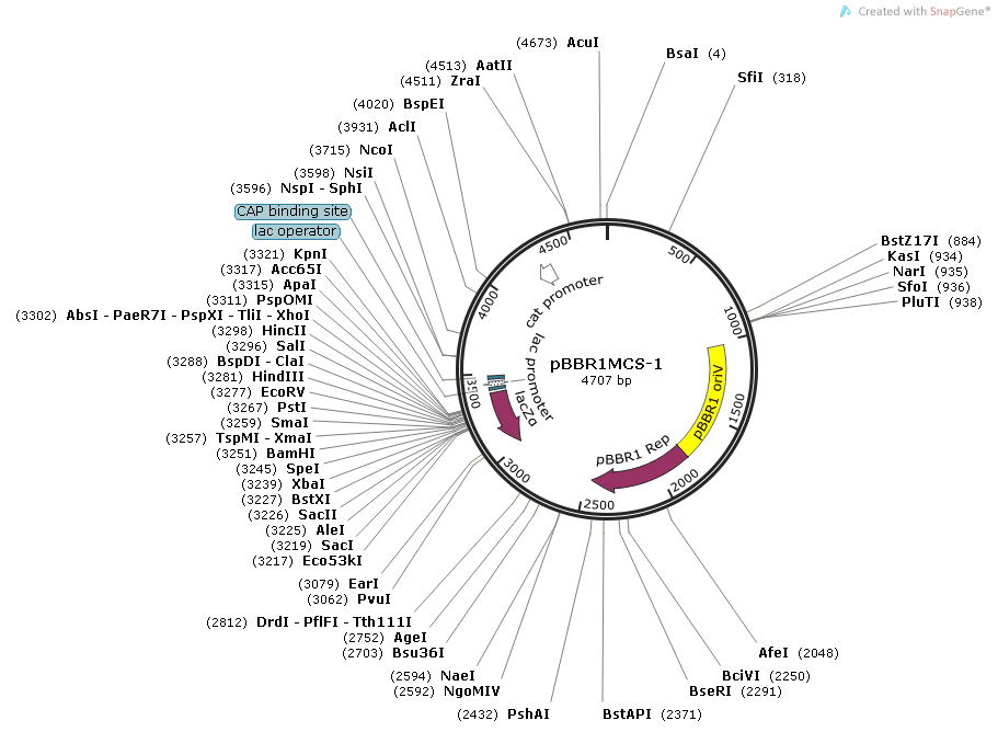 pBBR1MCS-1