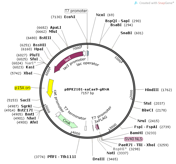 pBPK2101-saCas9-gRNA