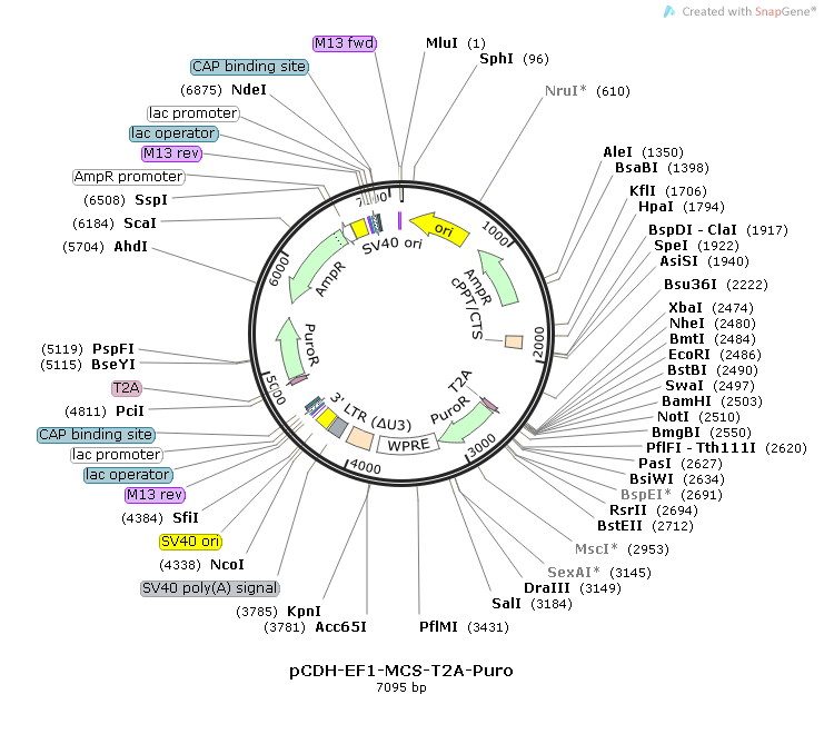 pCDH-EF1-MCS-T2A-puro