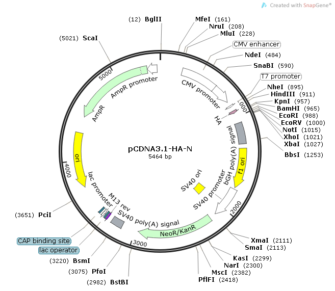 pCDNA3.1-HA-N