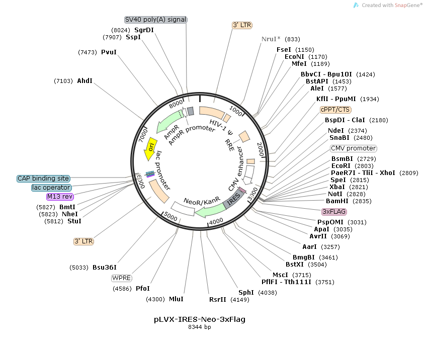 pLVX-IRES-Neo-3xFlag