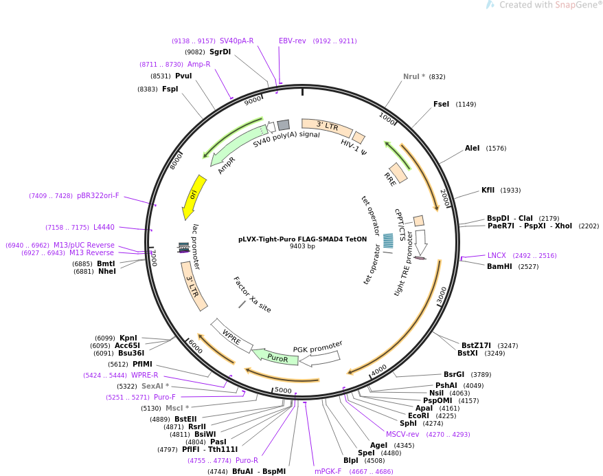 pLVX-Tight-Puro FLAG-SMAD4 TetON