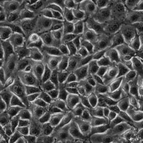 B16F10细胞;小鼠黑色素瘤细胞		