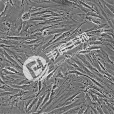 KGN细胞;人卵巢颗粒细胞
