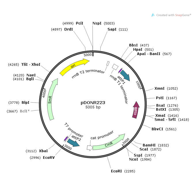 小鼠 Cept1 (NM_133869) cDNA克隆