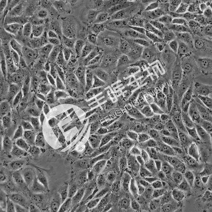 3D4/21细胞;猪肺泡巨噬细胞