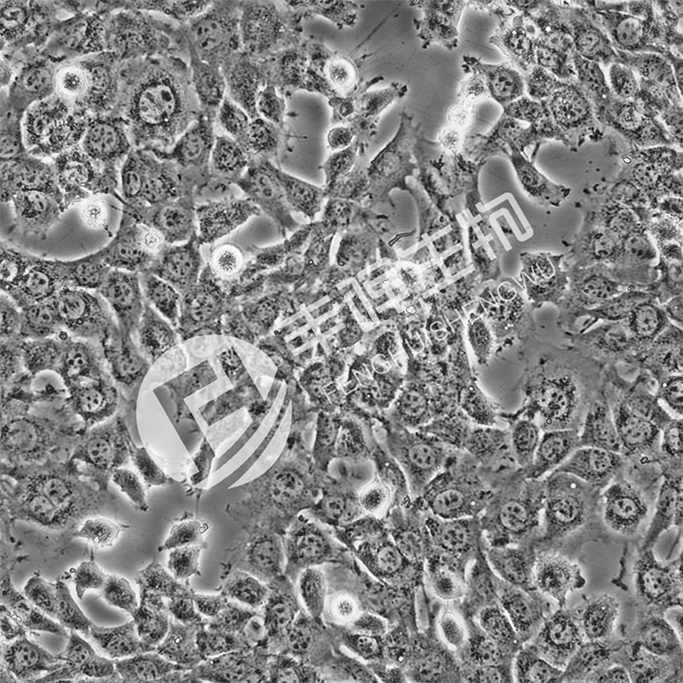 C17.2细胞;小鼠永生化神经干细胞系