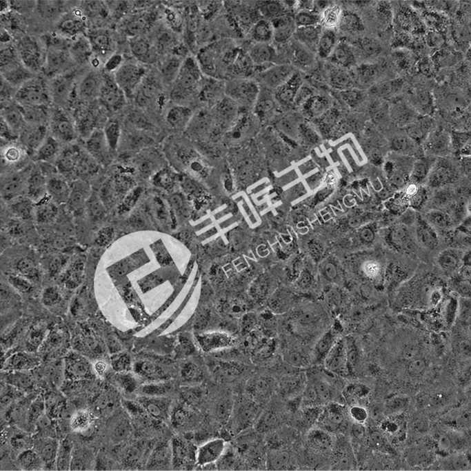 IEC-18细胞;大鼠回肠细胞