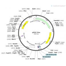 【热销】pRSV-Rev