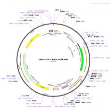 pAAV.CMV.PI.EGFP.WPRE.bGH