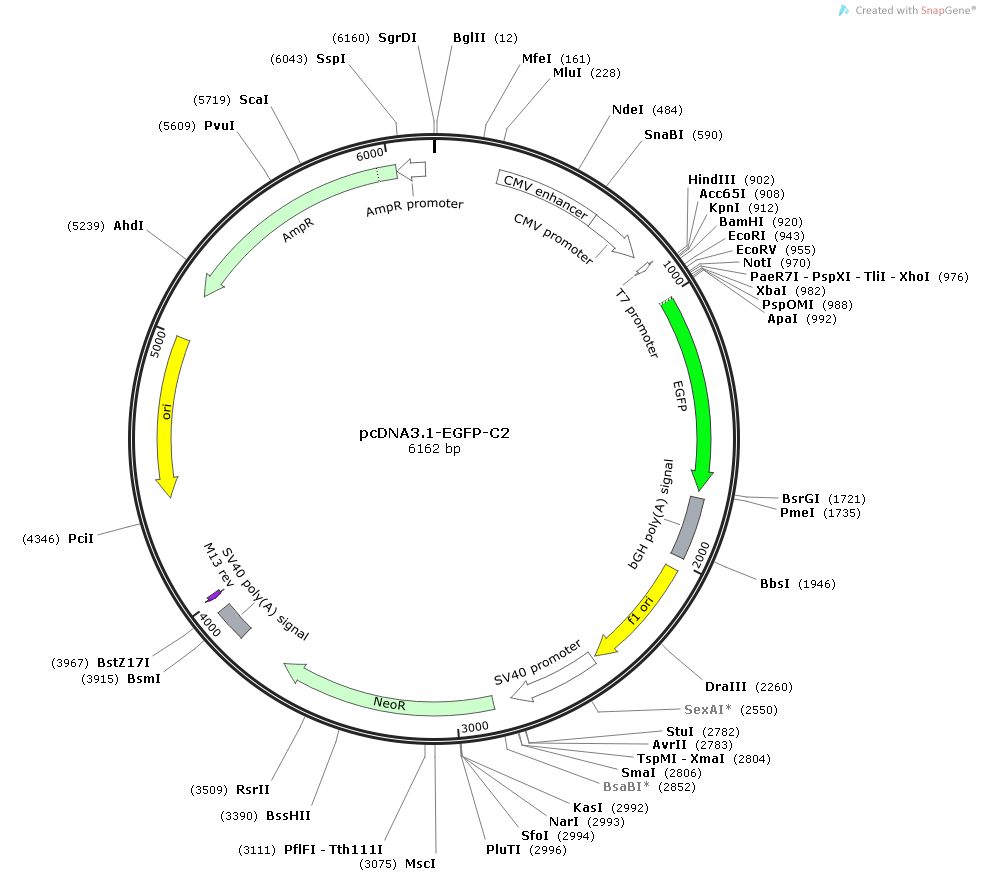 pcDNA3.1-EGFP-C2