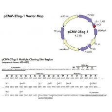 pCMV-3Tag-1