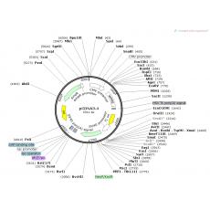 pCDNA3.4