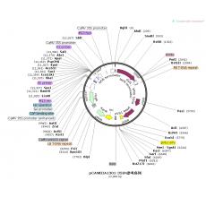 pCAMBIA1301-35SN