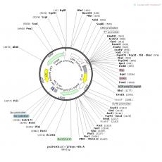 pcDNA3.1(+)/myc-His A 