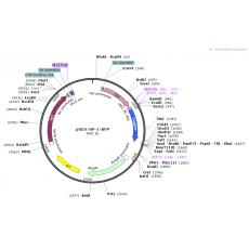 pGEX-6P-1-BFP