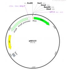 pAD123