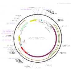 pU6-(BbsI)_CBh-Cas9-T2A-mCherry