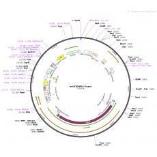 lentiCRISPRv2 hygro
