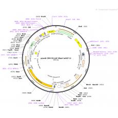 pLenti CMV V5-Luc Blast (w567-1)