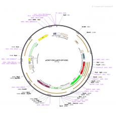 pCW57-CMV-ssRFP-GFP-KDEL质粒