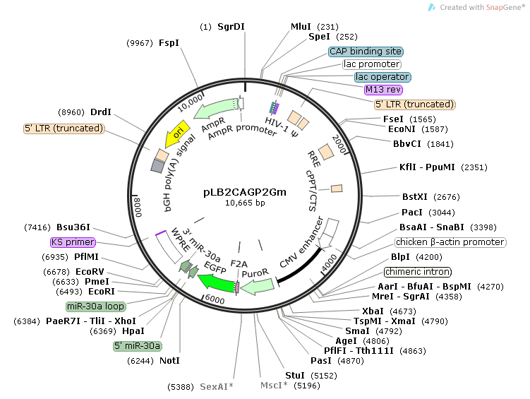 pLB2CAGP2Gm慢病毒干扰质粒