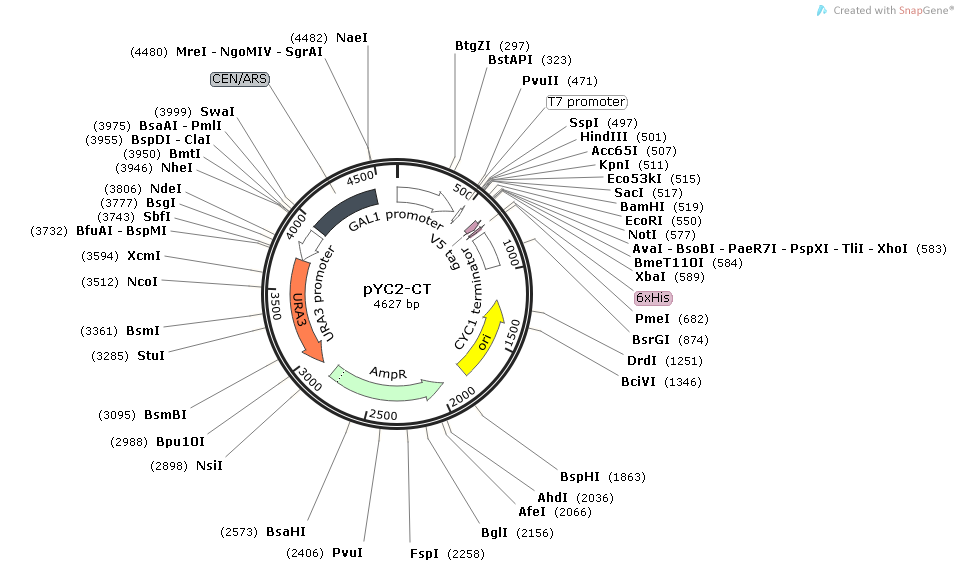 pYC2-CT