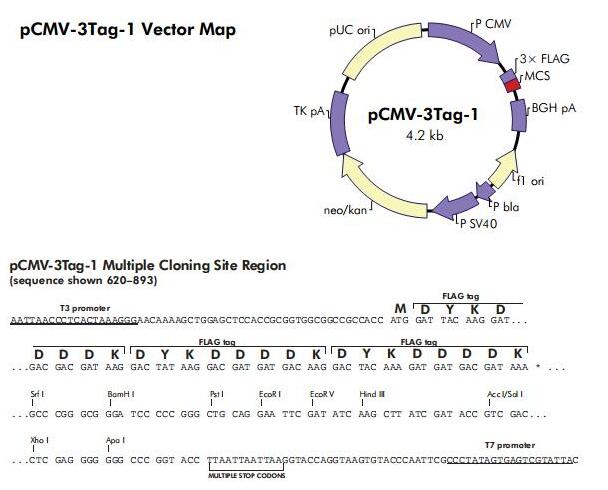 pCMV-3Tag-1