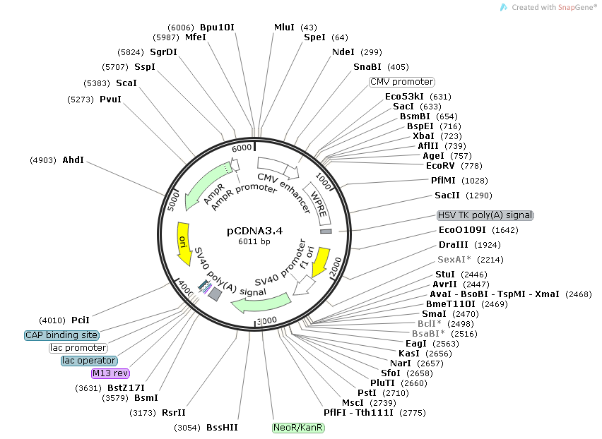 pCDNA3.4