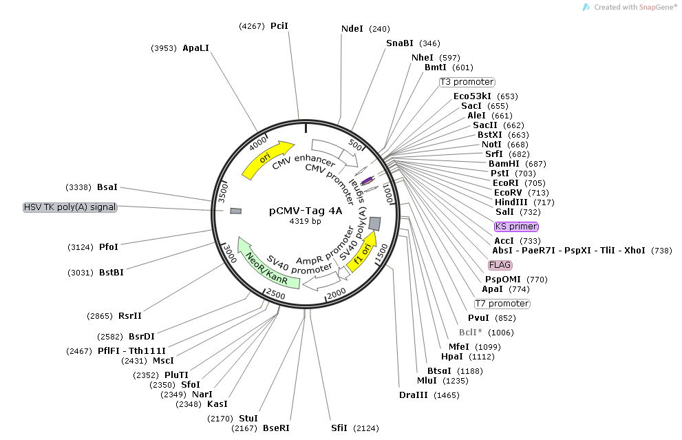 pCMV-Tag 4A