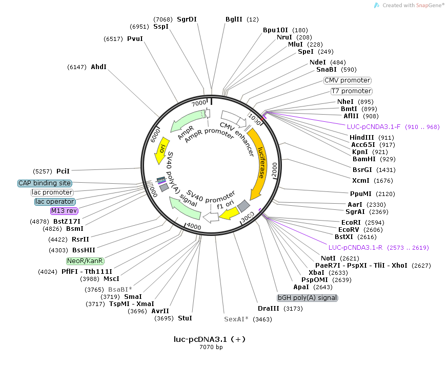 luc-pcDNA3.1(+)