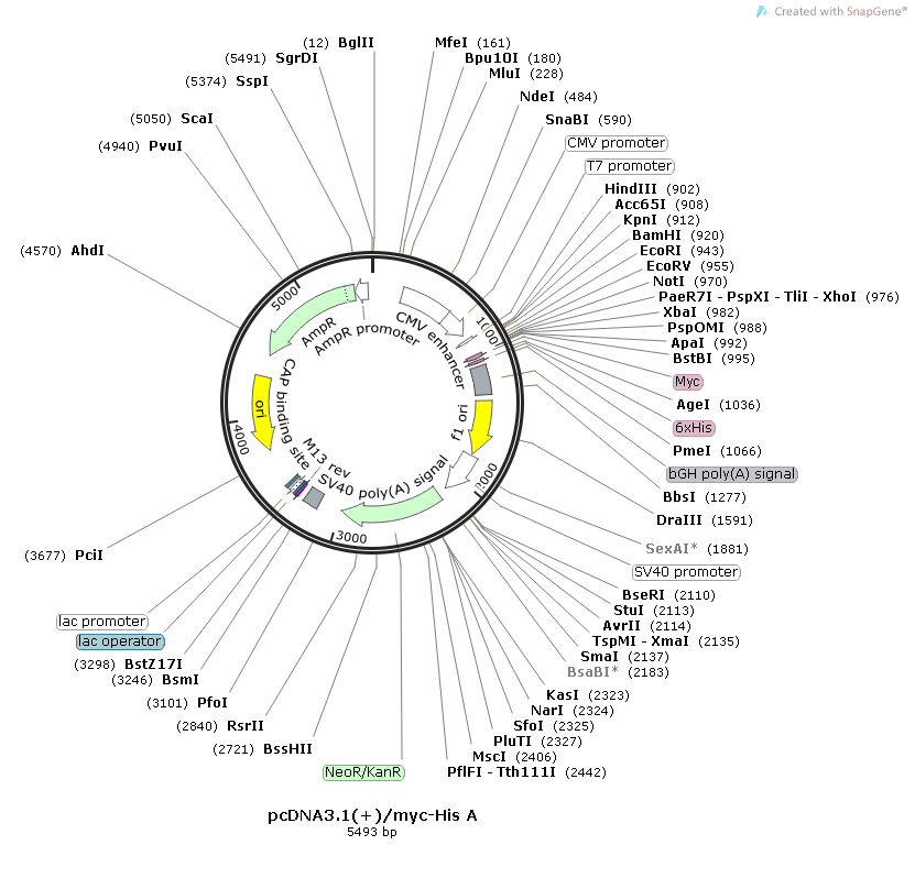 pcDNA3.1(+)/myc-His A 