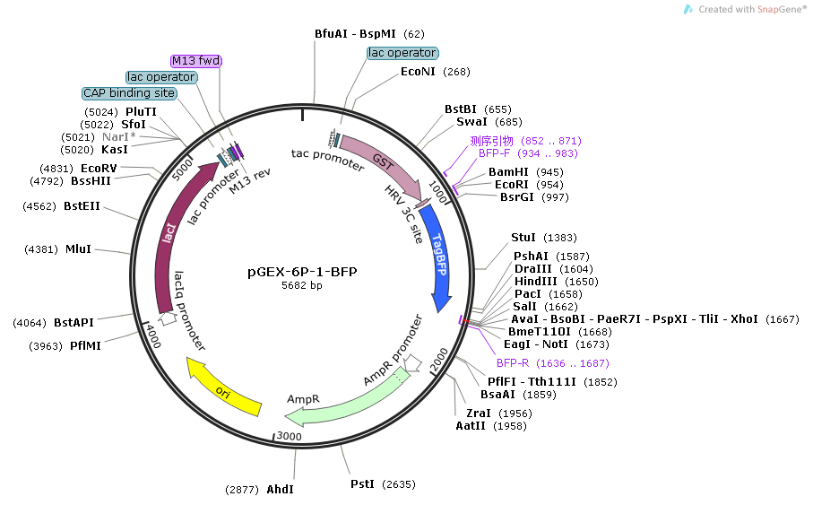 pGEX-6P-1-BFP