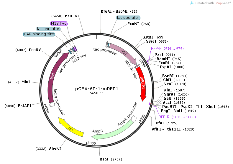 pGEX-6P-1-mRFP1