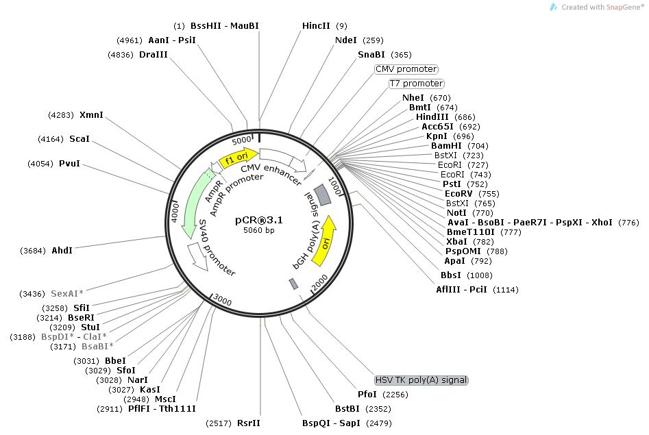 pCR3.1