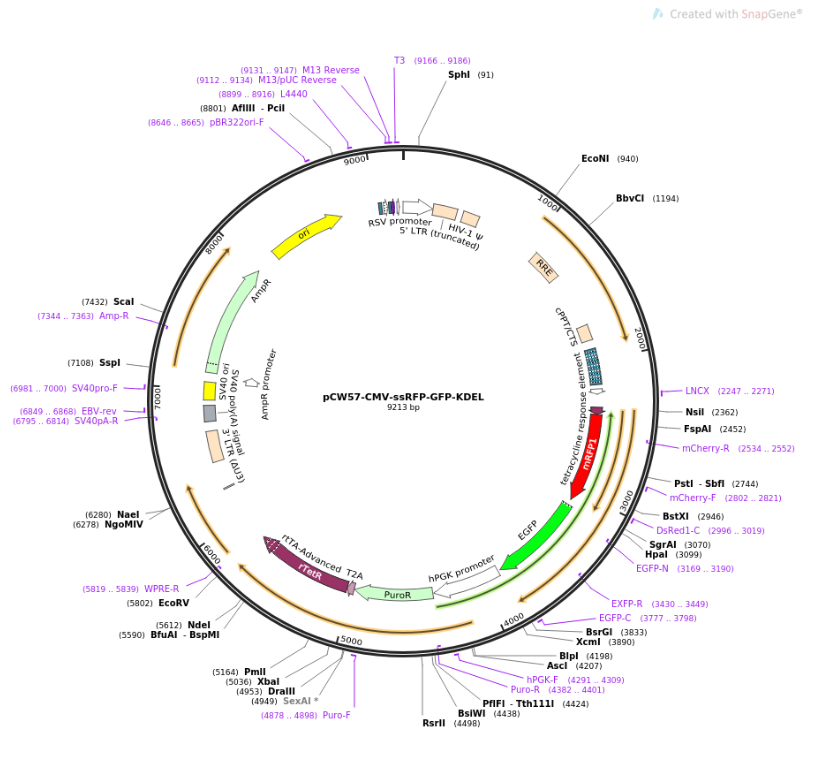 pCW57-CMV-ssRFP-GFP-KDEL质粒