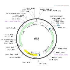 PKD3质粒