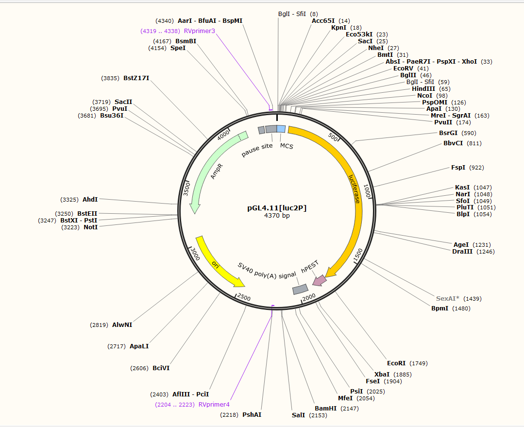  pGL4.11[luc2P]载体