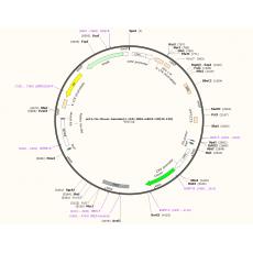 pLL3.7m-Clover-Geminin(1-110)-IRES-mKO2-Cdt(30-120)质粒